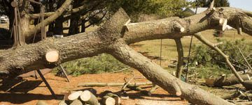 cincinnati-tree-removal