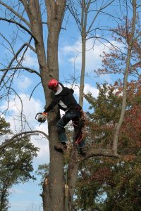 trimming tall tree