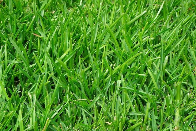 green grass