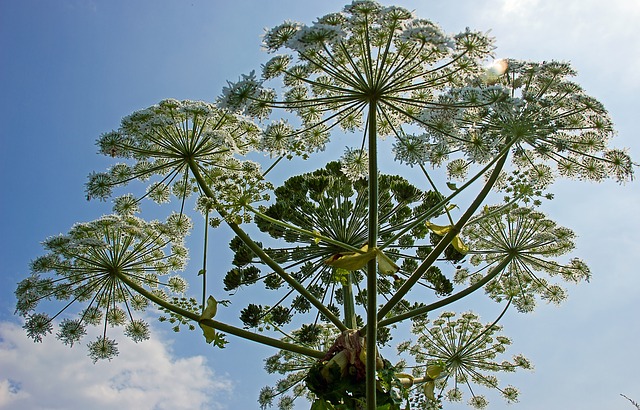 heracleum mantegazzianum