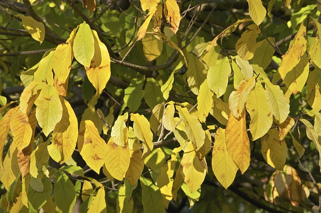 asimina triloba paw paw tree