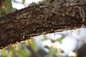 tree limb